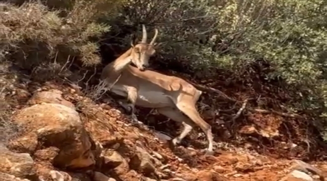 Kaş'ta yol kenarında 2 dağ keçisi görüntülendi