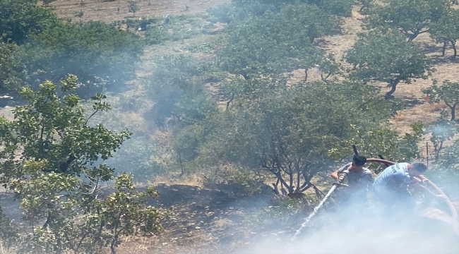 Siirt'te çıkan yangında 10 dönüm fıstık bahçesi zarar gördü