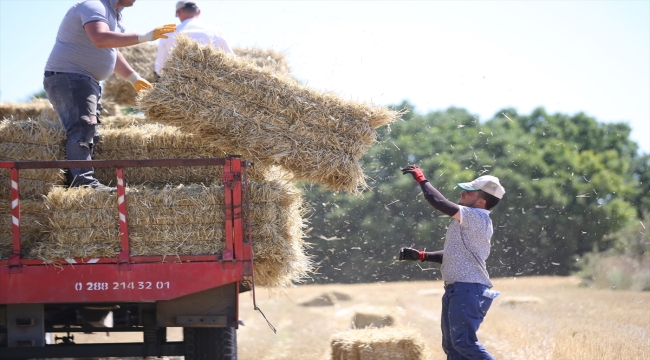 Trakya'da buğday hasadının ardından tarlalarda balya işçilerinin mesaisi başladı