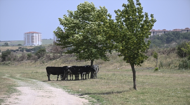 Trakya'da sıcak hava etkili oluyor