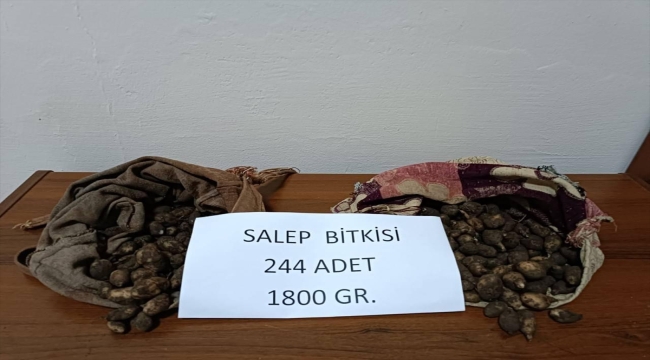 Tunceli'de kaçak salep yumrusu toplayan kişilere 488 bin 630 lira ceza kesildi