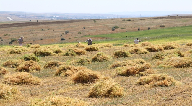 Yozgat'ta yeşil mercimek hasadı başladı