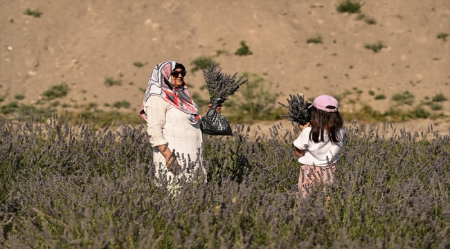 Ankara'da vatandaşlar lavanta hasadına katıldı