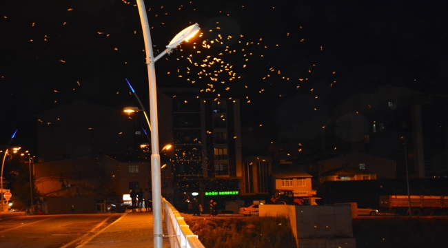 Ardahan'da "bir günlükler"in ölüm uçuşu başladı