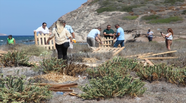 Bodrum'da nesli tükenme tehlikesinde olan kum zambakları koruma altına alındı