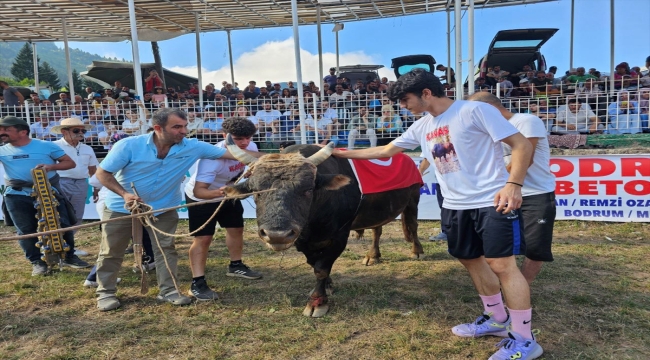 Boğa Güreşleri Türkiye Şampiyonası Artvin'de yapıldı