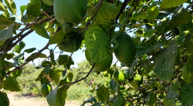 Dalaman TİGEM'de limon dalında 6 liradan ihaleye çıkacak