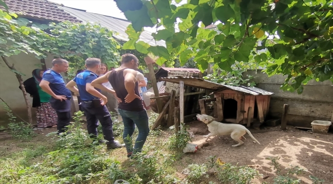 Düzce'de mikroçipsiz yasaklı ırk köpek belediyenin hayvan konukevine teslim edildi