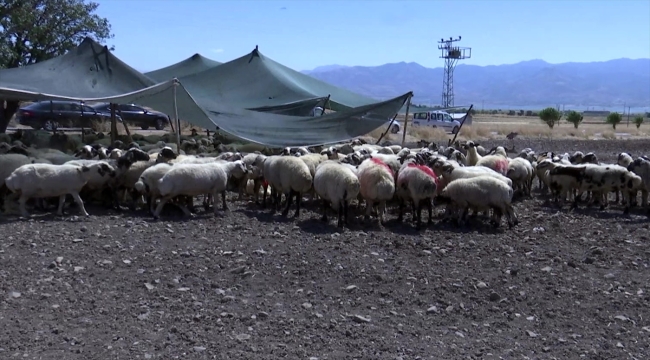 Elazığ'da 1. Geleneksel Koç Katım Şöleni düzenlendi