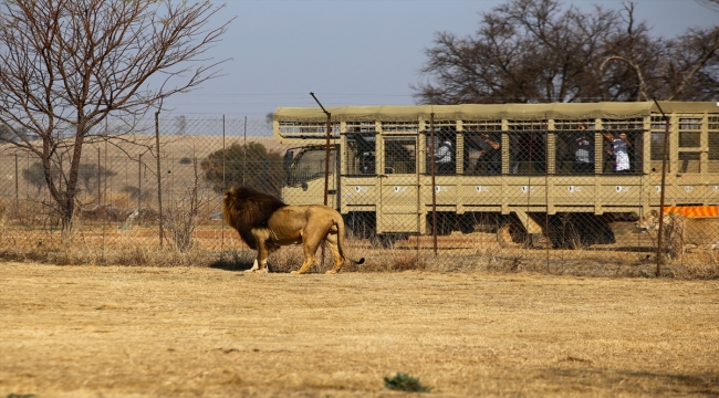 Güney Afrika'da tartışmalı bir turizm sektörü: Tutsak aslan endüstrisi