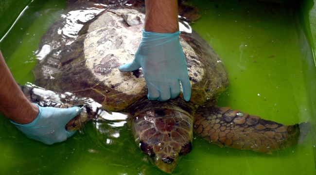 Hatay'da bitkin bulunan caretta caretta tedaviye alındı 