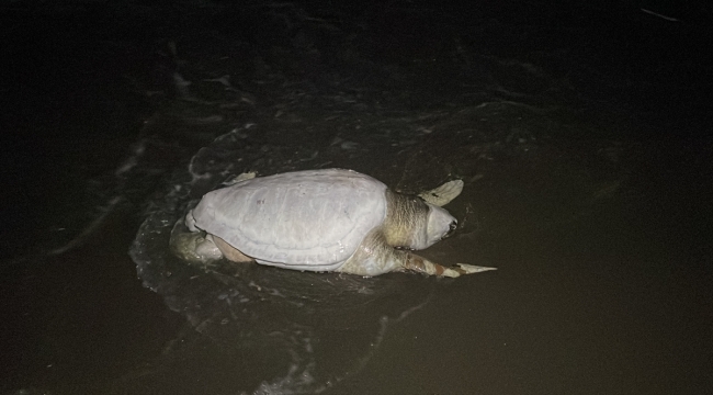 Hatay'da ölü caretta caretta sahile vurdu