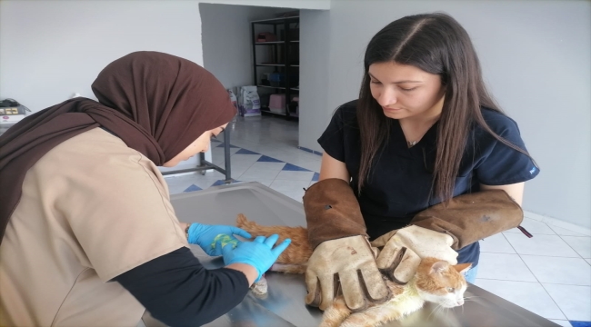 Kars'ta işkence edildiği iddia edilen kedi tedaviye alındı