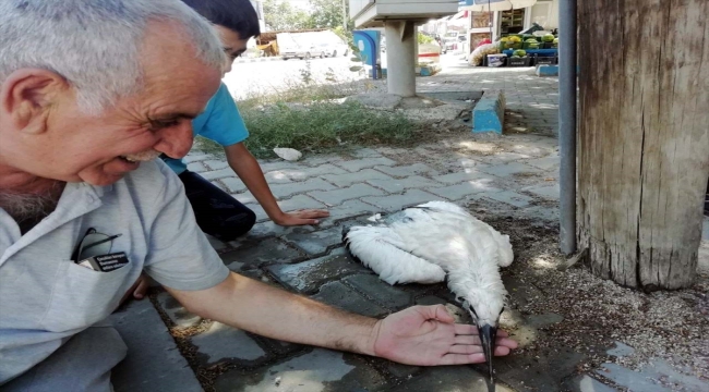 Kırıkkale'de caminin kubbesindeki yuvasından düşen leylek yavrusu tedaviye alındı