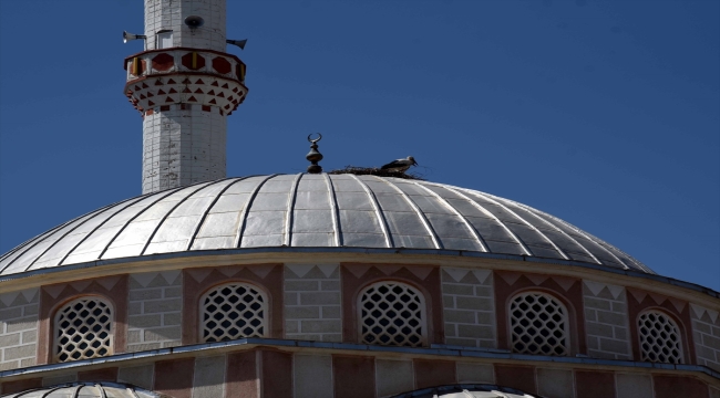 Kırıkkale'de tedavi edilen leylek yavrusu cami kubbesindeki yuvaya bırakıldı