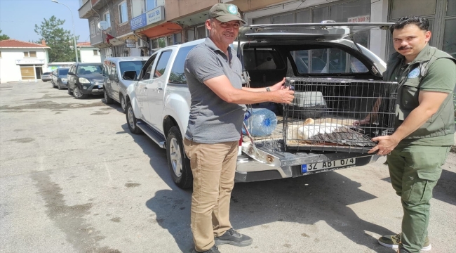 Kütahya'da elektrik direğinde akıma kapılan 50'ye yakın leylek telef oldu