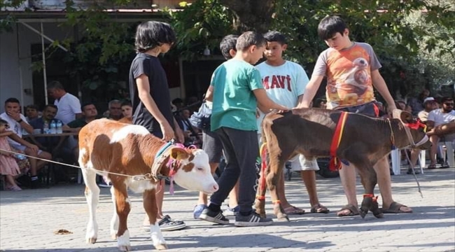 Muğla'da "Buzağı Güzellik Yarışması" düzenlendi