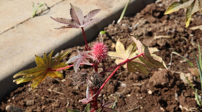 Muş'ta yetiştirilen tıbbi ve aromatik bitkiler tanıtıldı