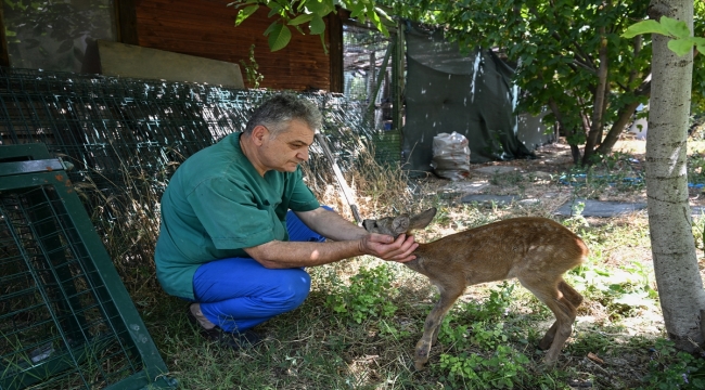 Orman yangınlarından etkilenen hayvanlara ilk müdahale hayati önem taşıyor