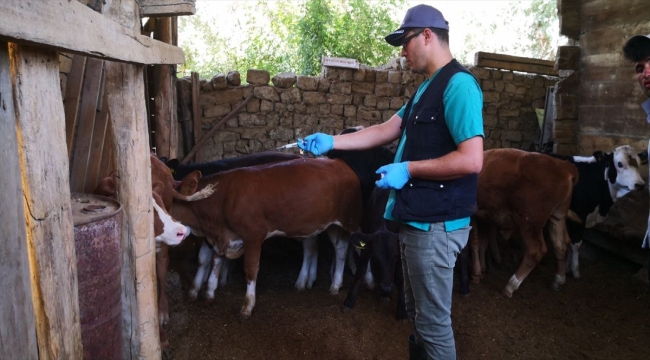 Sungurlu'da şap karantinası başlatıldı