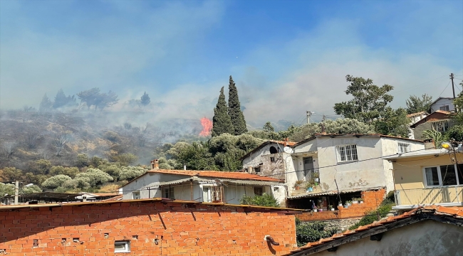 Aydın'da zeytinlik ve çam ağaçlarının bulunduğu alanda çıkan yangın söndürüldü