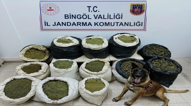 Bingöl'de 3 milyon 325 bin kök Hint keneviri, 194 kilogram esrar ele geçirildi