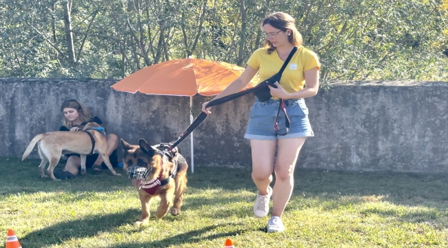 Almanya, sahipsiz köpekleri mutlaka barınaklarda topluyor