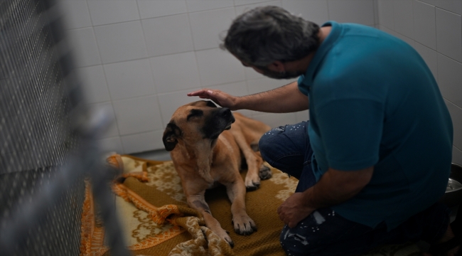 İspanya'da yüz binlercesi terk ediliyor ama sokakta sahipsiz köpek yok