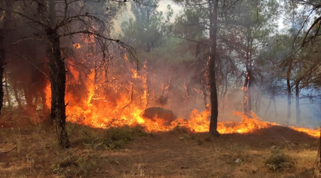 Edirne'de çıkan orman yangınına müdahale ediliyor