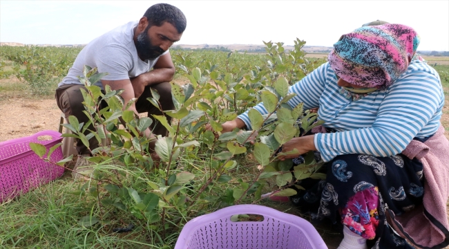 Edirne'de "süper meyve" aronyanın hasadına başlandı