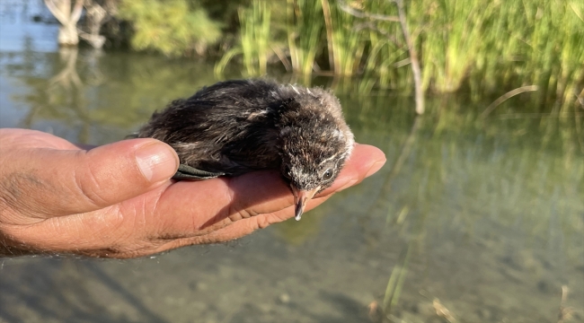 Elazığ'da bitkin halde bulunan su tavuğu yavrusu Hazar Gölü'ne bırakıldı