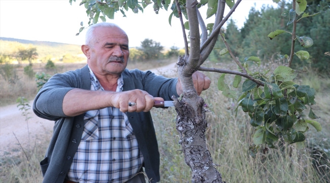 Emekli işçi köy yolundaki ağaçları meyve vermesi için gönüllü aşılıyor