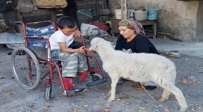 Engelli çocuğu için hediye edilen kuzu yanından ayrılmıyor