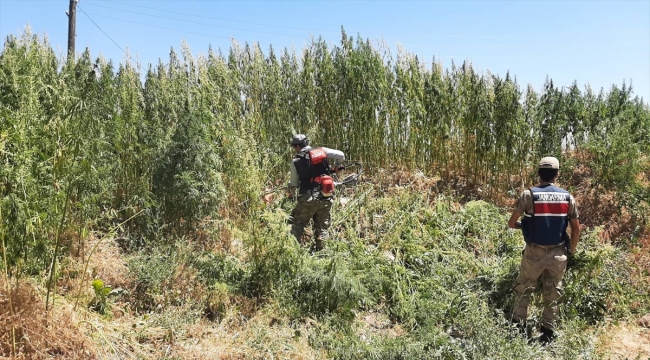 Erzurum'daki jandarma operasyonlarında uyuşturucu madde gele geçirildi 