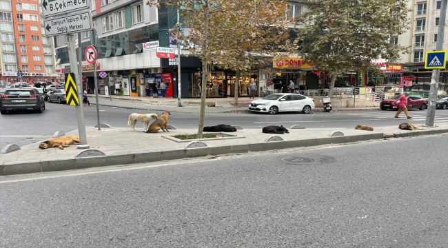 Esenyurt sakinleri, sahipsiz köpek sorununun çözülmesini istiyor