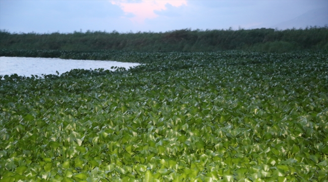 Hatay'da Asi Nehri'ni yeniden su sümbülleri kapladı