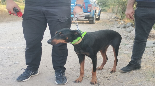 Kayıp ekonomist Korhan Berzeg'in köpeğinin bulunduğu bölgede arama çalışması sürüyor