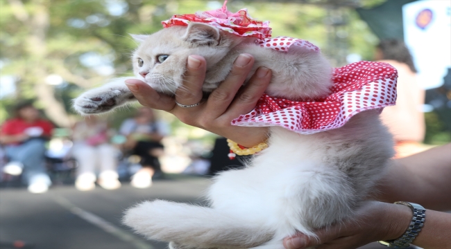 Samsun'da evcil kedi ve köpek kostüm yarışması 