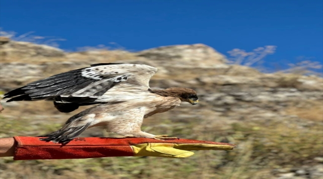 Tunceli'de yaralı bulunan kartal tedavisinin ardından doğaya bırakıldı