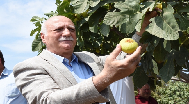 Türkiye Ziraat Odalar Birliği Başkanı Bayraktar Aydın'da incir hasadına katıldı