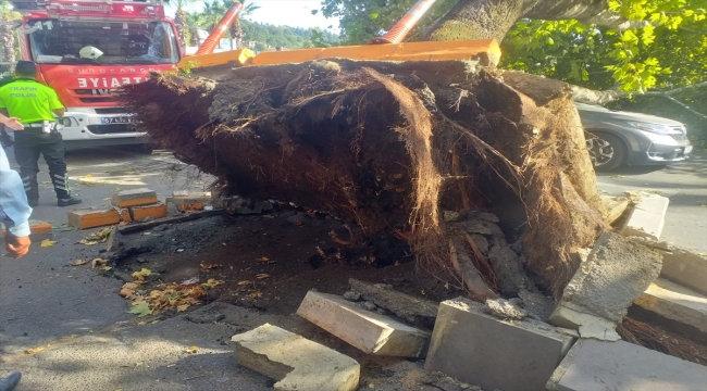 Zonguldak'ta devrilen ağaç park halindeki otomobile zarar verdi