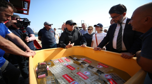 Çanakkale Boğazı'nda 300 yavru ıstakoz denizle buluştu