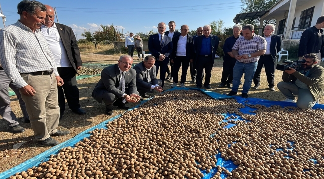 Elazığ'da 125 bin ağaçta ceviz hasadı başladı