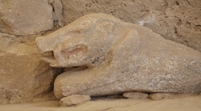 Göbeklitepe'de bulunan yaban domuzu heykeli AA ekibince görüntülendi