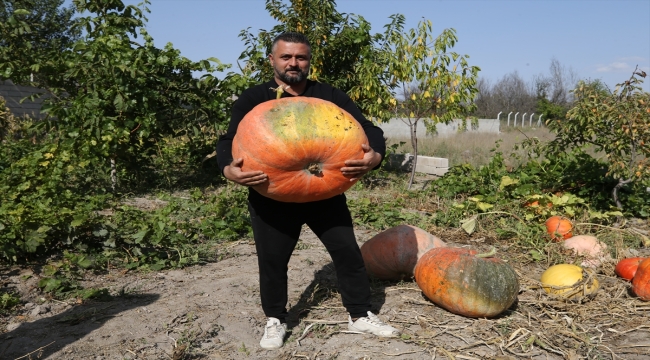 Mahalle muhtarı bahçesinde 40 kilogramlık bal kabağı yetiştirdi