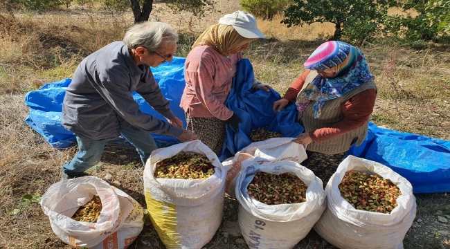 Manisa'da aşılanan menengiç ağaçlarından Antep fıstığı hasadı sürüyor