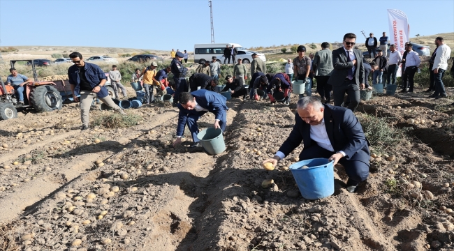 Nevşehir Valisi Ali Fidan, patates hasadında işçilerle "kova attı"