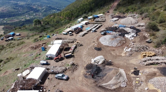 Osmaniye'de orman yapısıyla uyumsuz ağaçlar mangal kömürüne dönüştürülüyor 