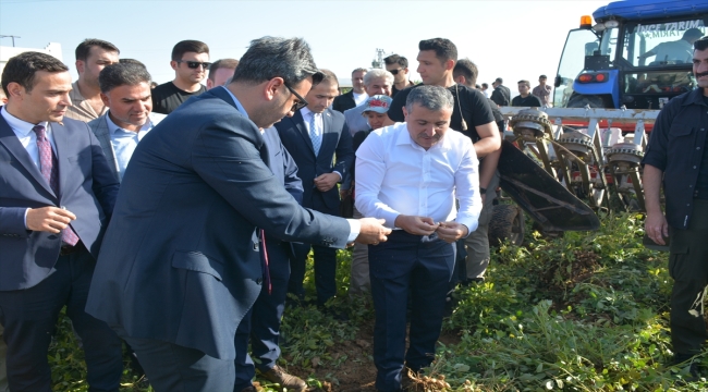 Şırnak'ta "Yer Fıstığı Hasat Şenliği" düzenlendi 