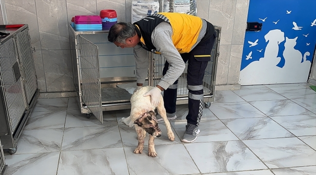 Adıyaman'da sahibi tarafından bıçaklanan köpeğin tedavisi sürüyor